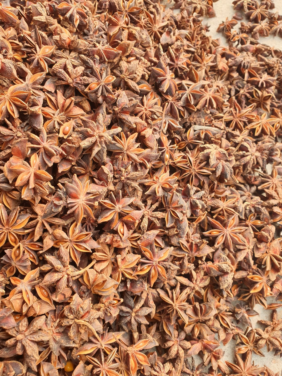 premium autumn star anise